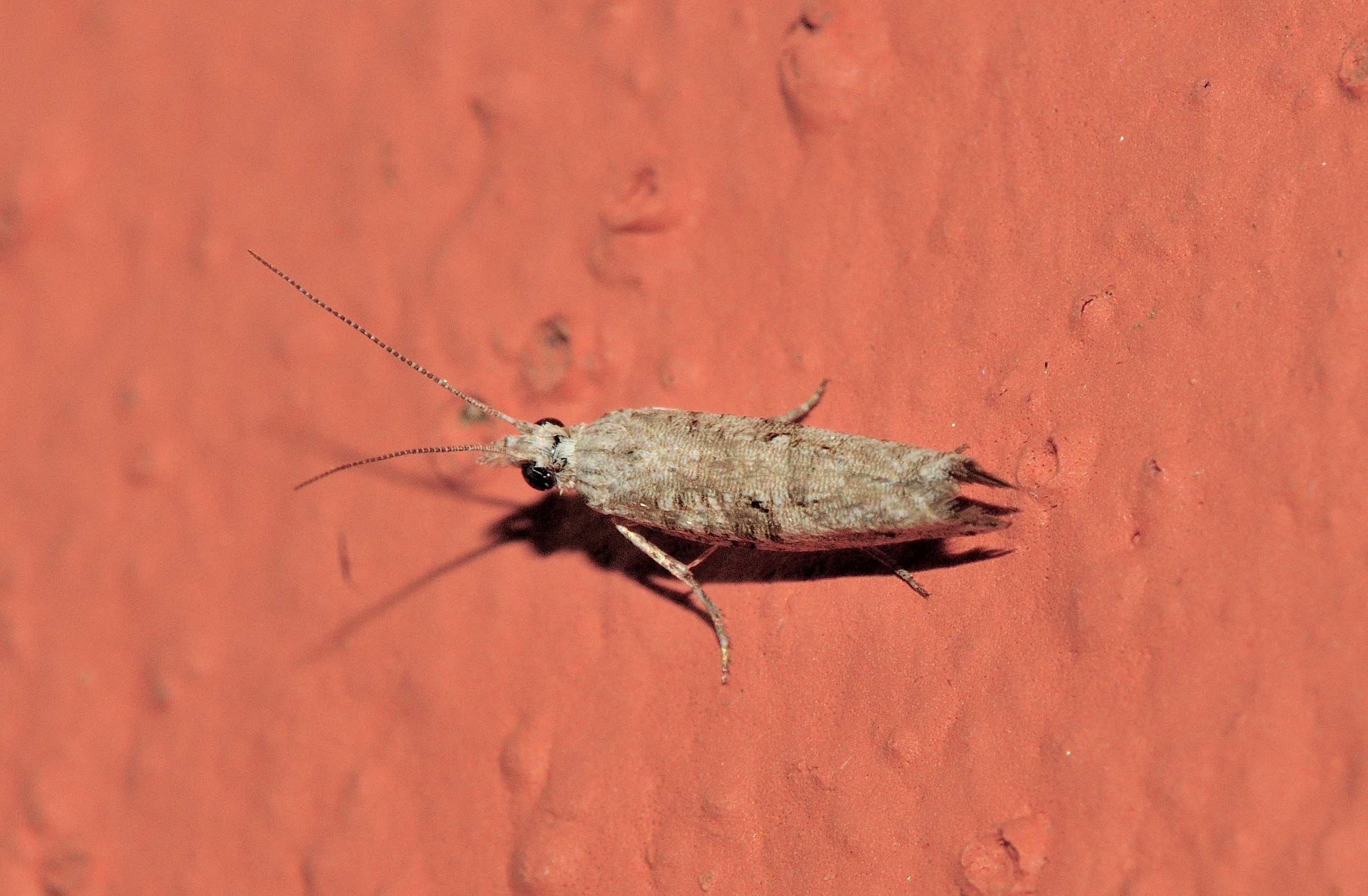 Lepidoptera dell''isola di Lefkada: da identificare